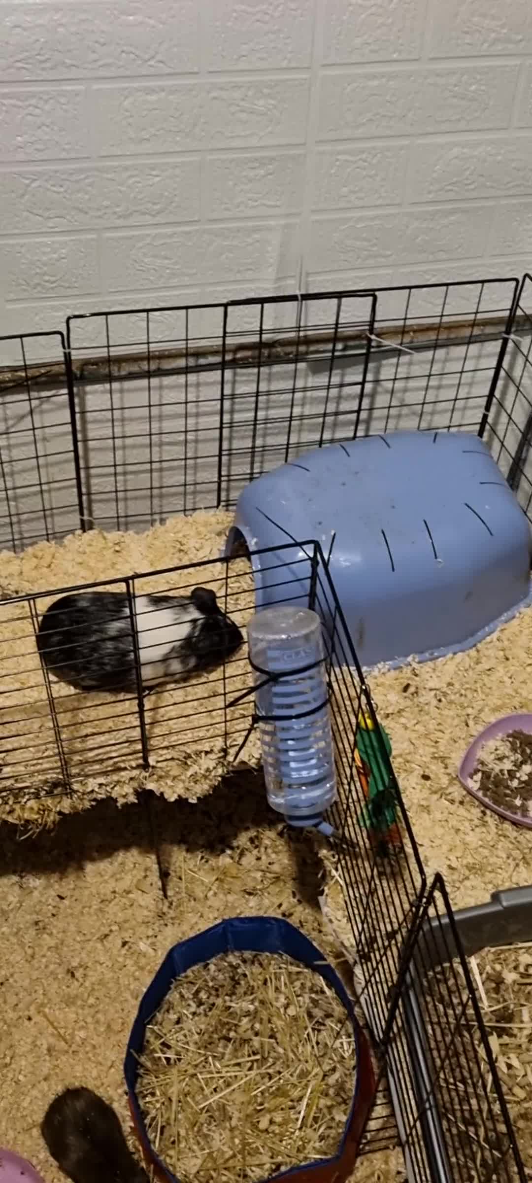 Guinea Pig rodents for sale: Gorgeous male guinea pig  - Video 2