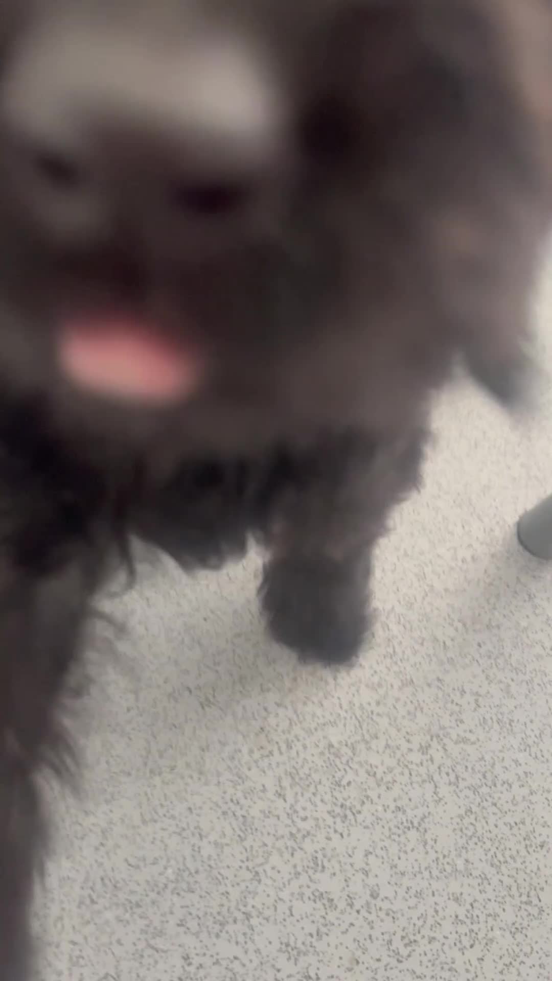 Cockapoo dogs for sale: (LAST 4 PUPS) Amazing miniature Cockapoo Puppies  - Video 3