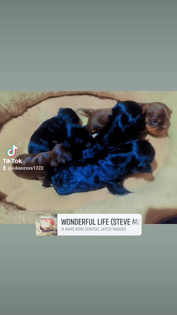 Yorkshire Terrier dogs for stud:  Chocolate Yorkshire Terrier For Stud Only in Blackburn - Video 1