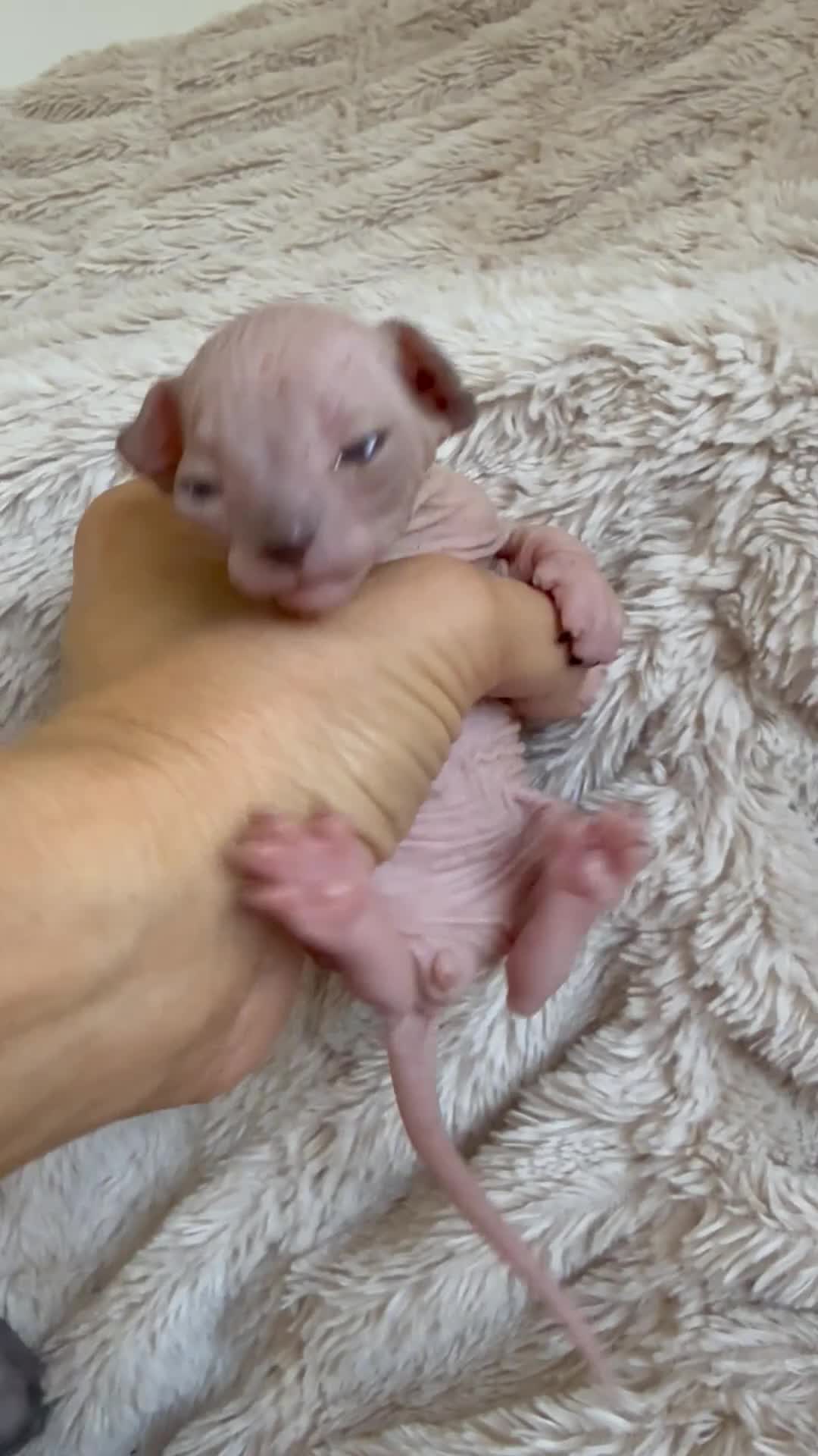 Sphynx cats for sale: Stunning sphinx kittens  - Video 1