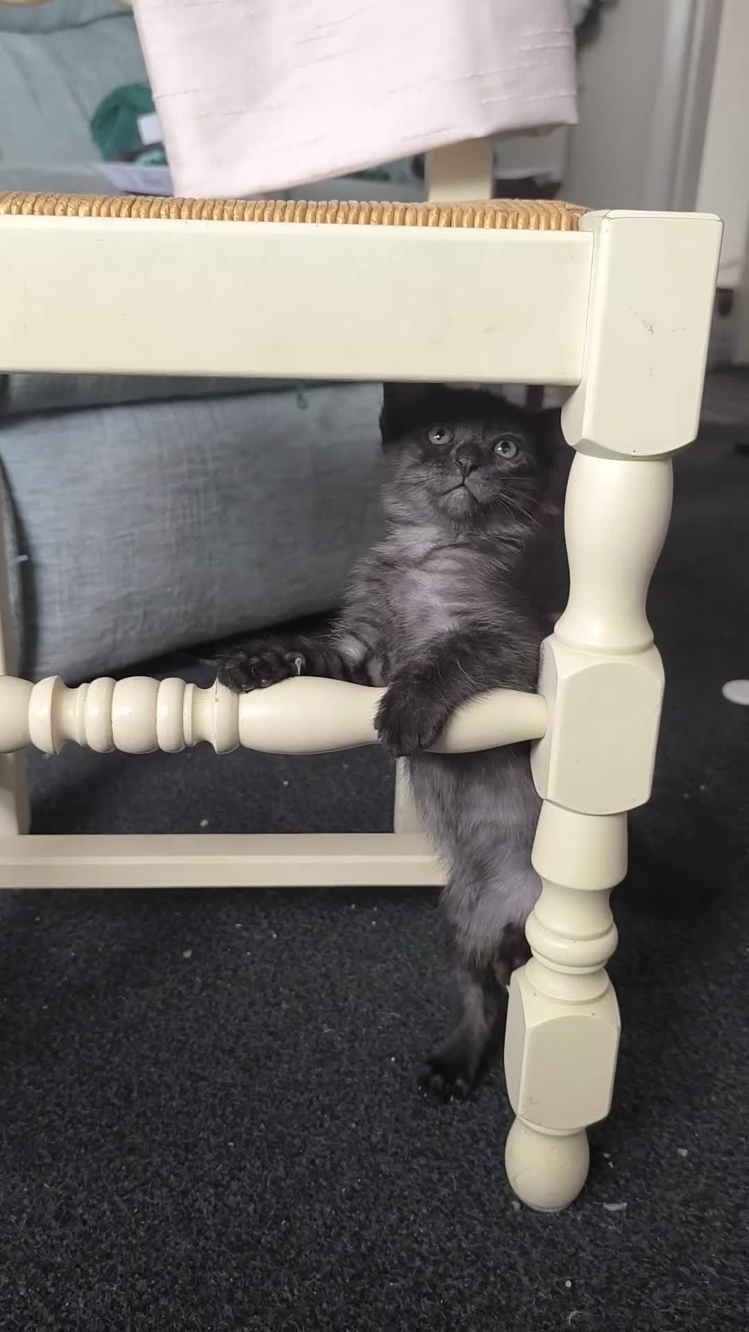 Mixed Breed cats for sale: Maine Coon cross Thai cat breed  - Video 2