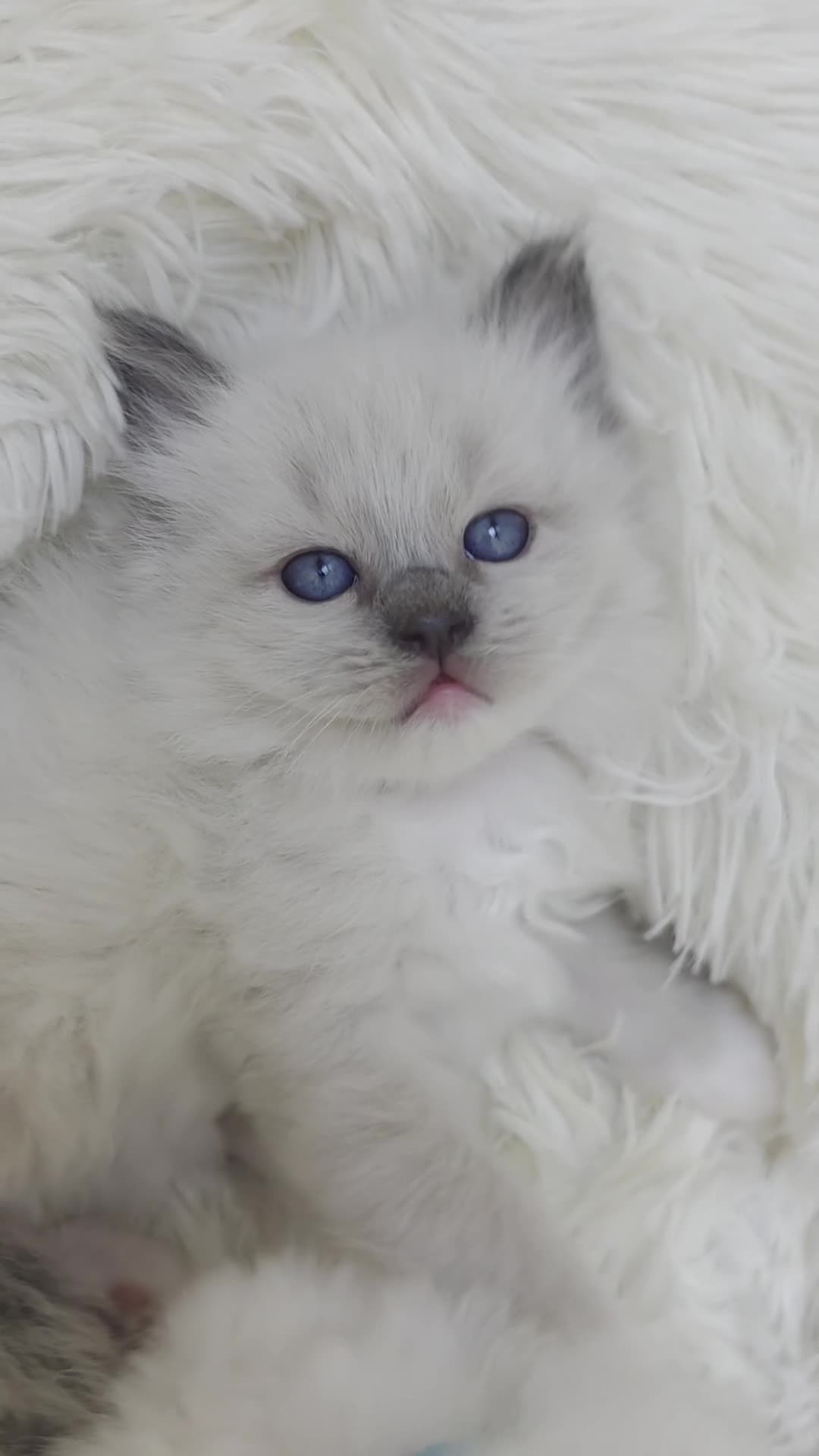 Ragdoll cats for sale: GCCF registered Ragdoll kittens  - Video 2