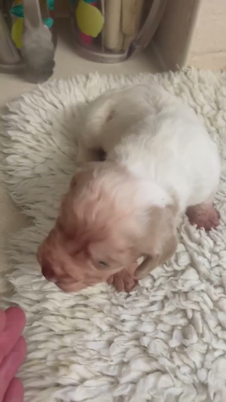 Cocker Spaniel dogs for sale: Two Working cocker spaniel puppies left - Video 4