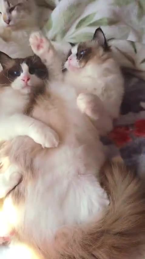 Ragdoll cats for sale: ✨ Exceptional Ragdolls,a distinguished lineage ✨ - Video 4