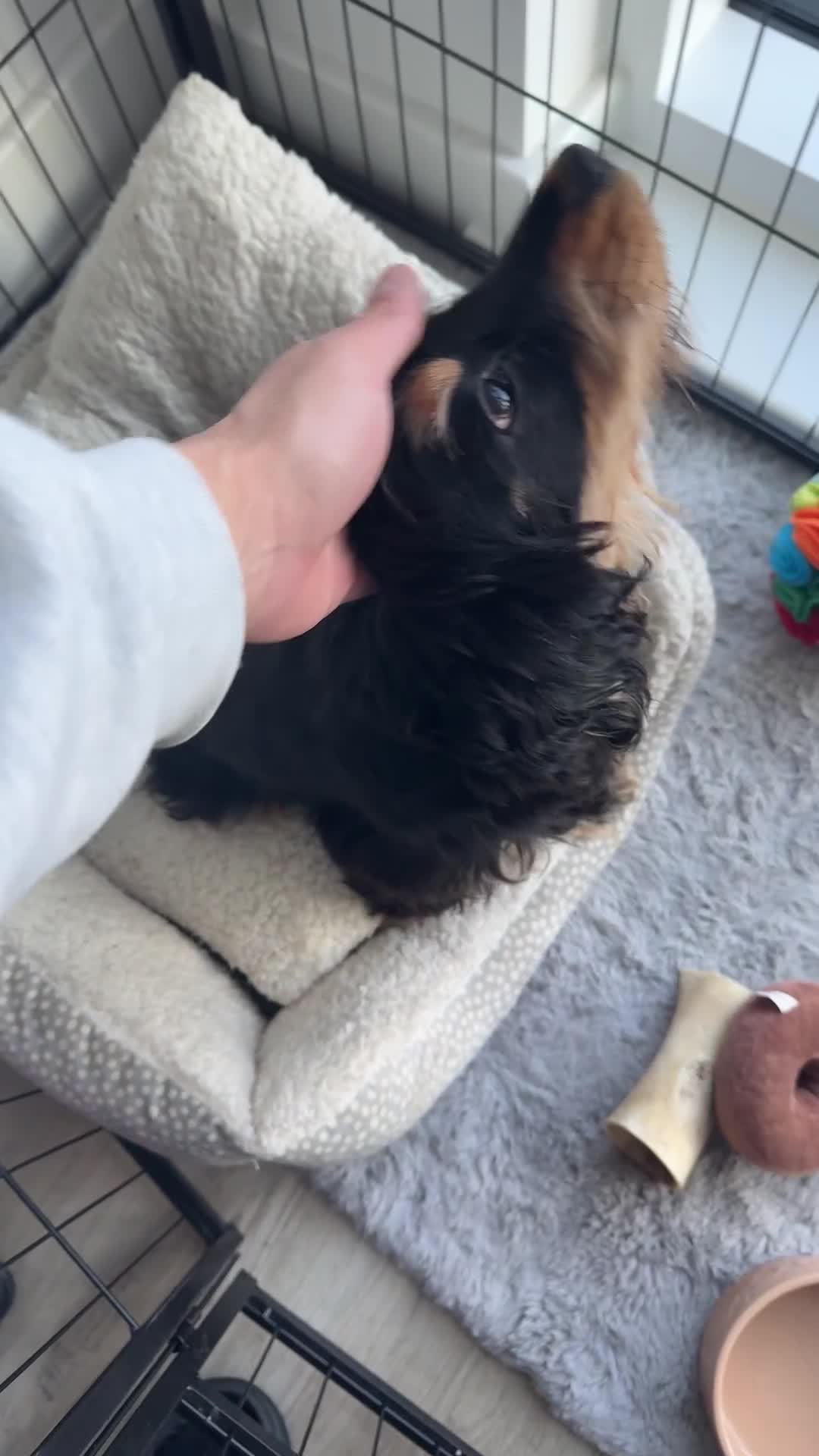 Cocker Spaniel dogs for sale: 11 Months Cocker spaniel  - Video 1