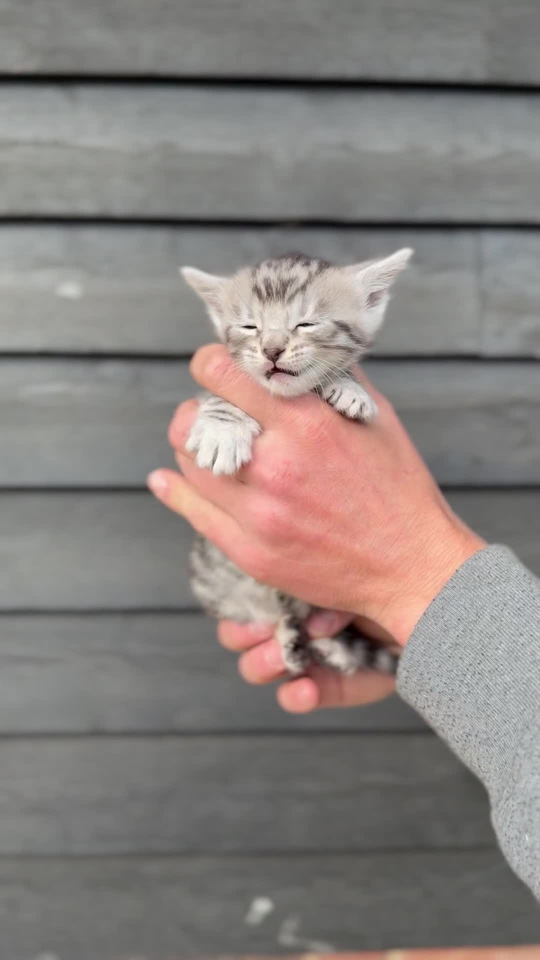 Bengal cats for sale: Beautiful Bengals Babies  - Video 5