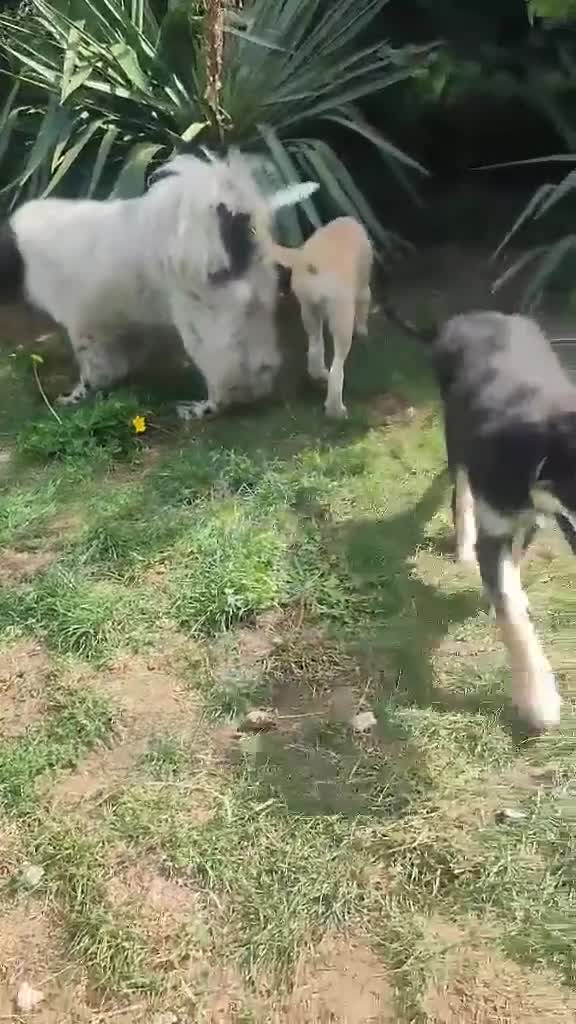 Mixed Breed dogs for adoption: Amazing Merry for adoption  - Video 1