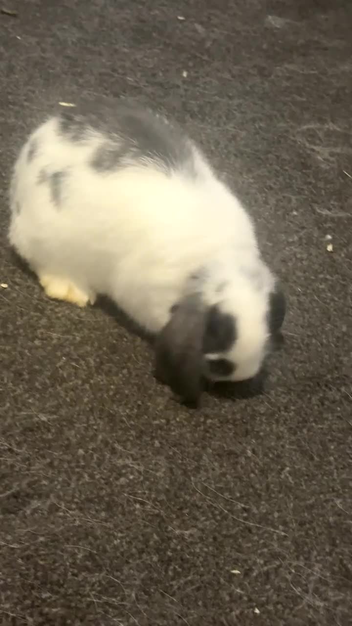 Mini Lop rabbits for sale: Beautiful Mini lop & cage in Hartlepool - Video 1