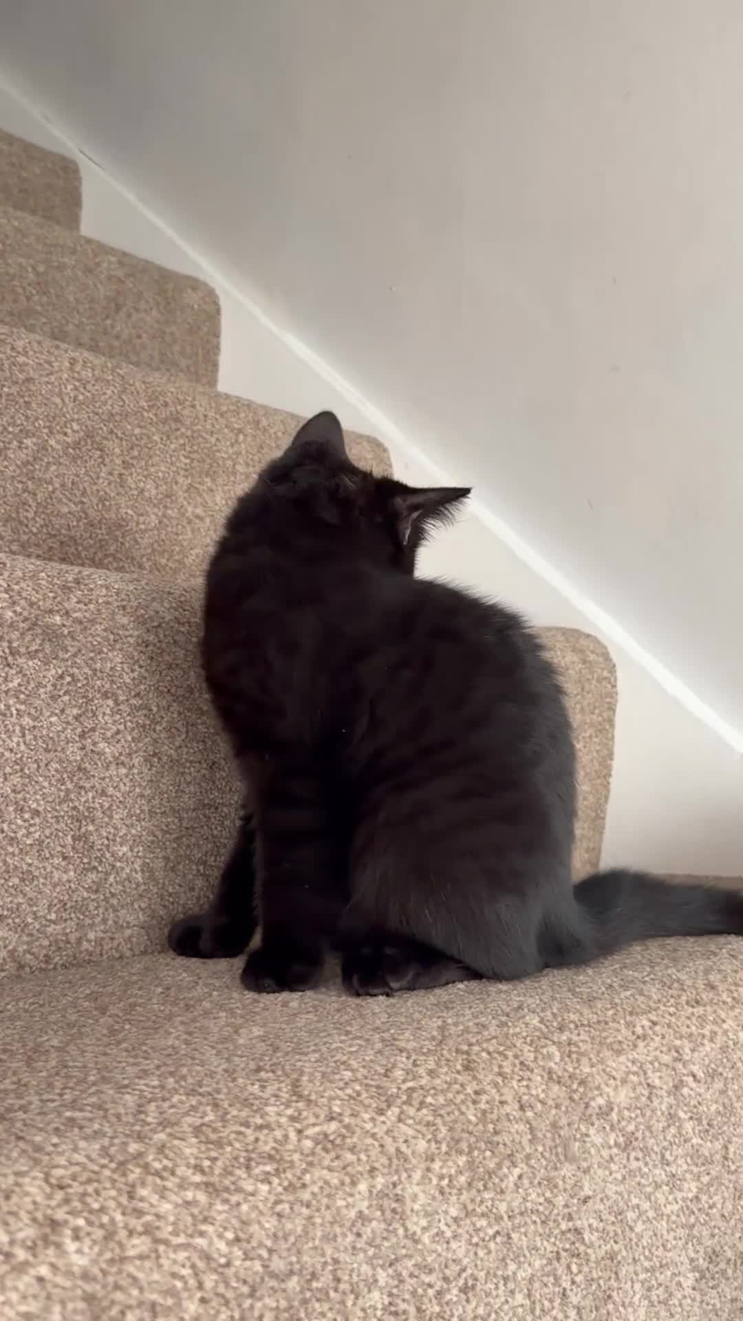 British Shorthair cats for sale: Female Kittens - Delivery available  - Video 1