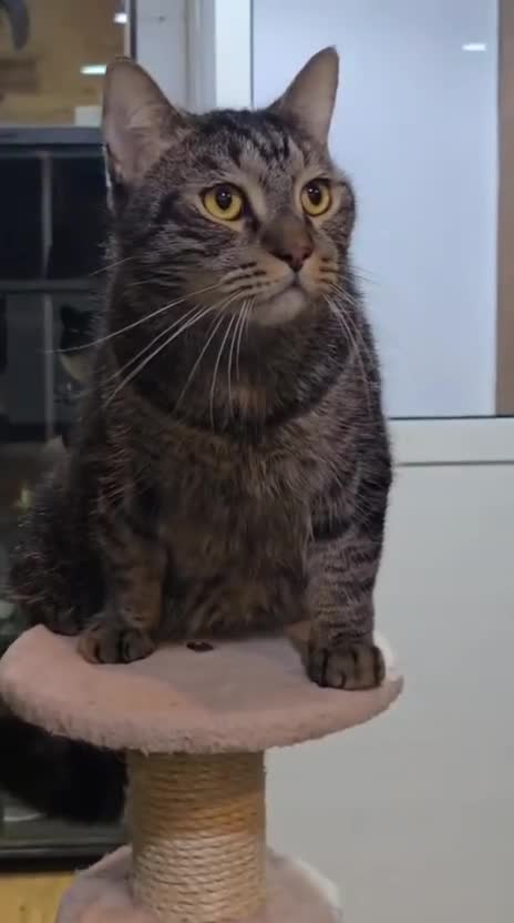Mixed Breed cats for adoption: MISTER IS MY NAME I am SUPER HANDSOME & CUDDLY  - Video 3
