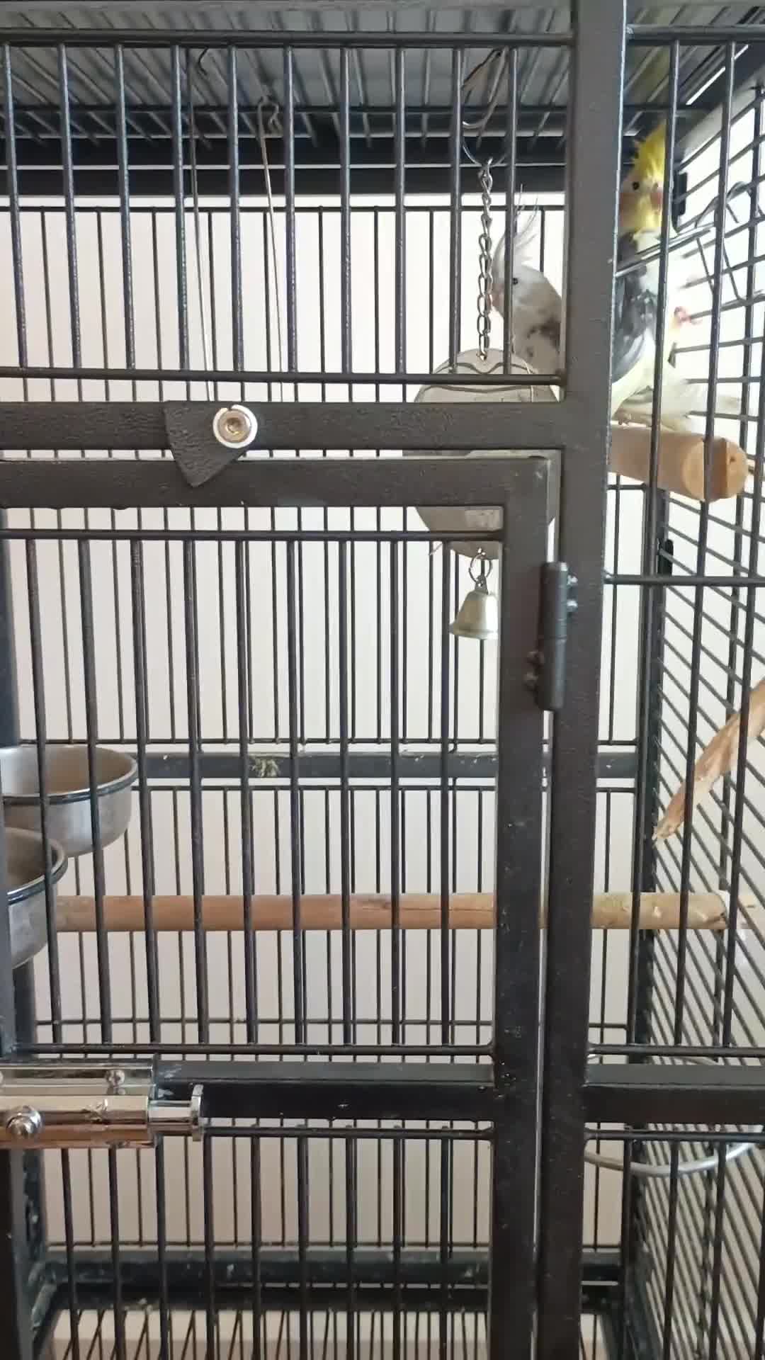 Cockatiels birds for sale: Pair of beautiful Cockatiels & good cage  - Video 1