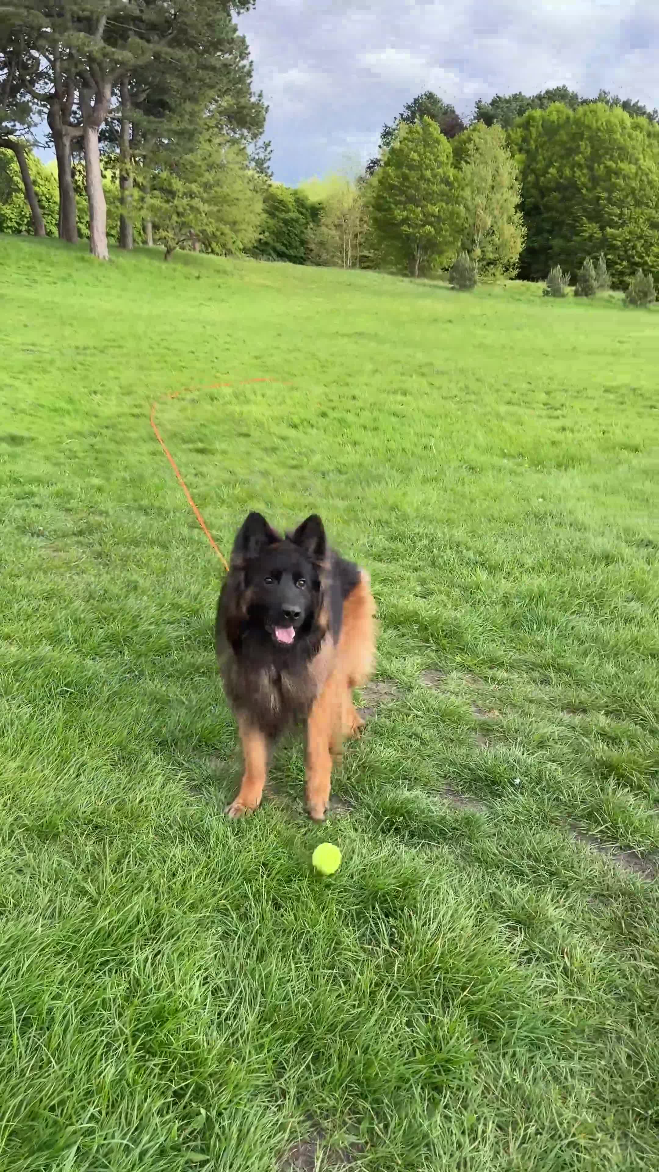 German Shepherd dogs for stud: Long Haired Black & Tan GSD Stud  - Video 1