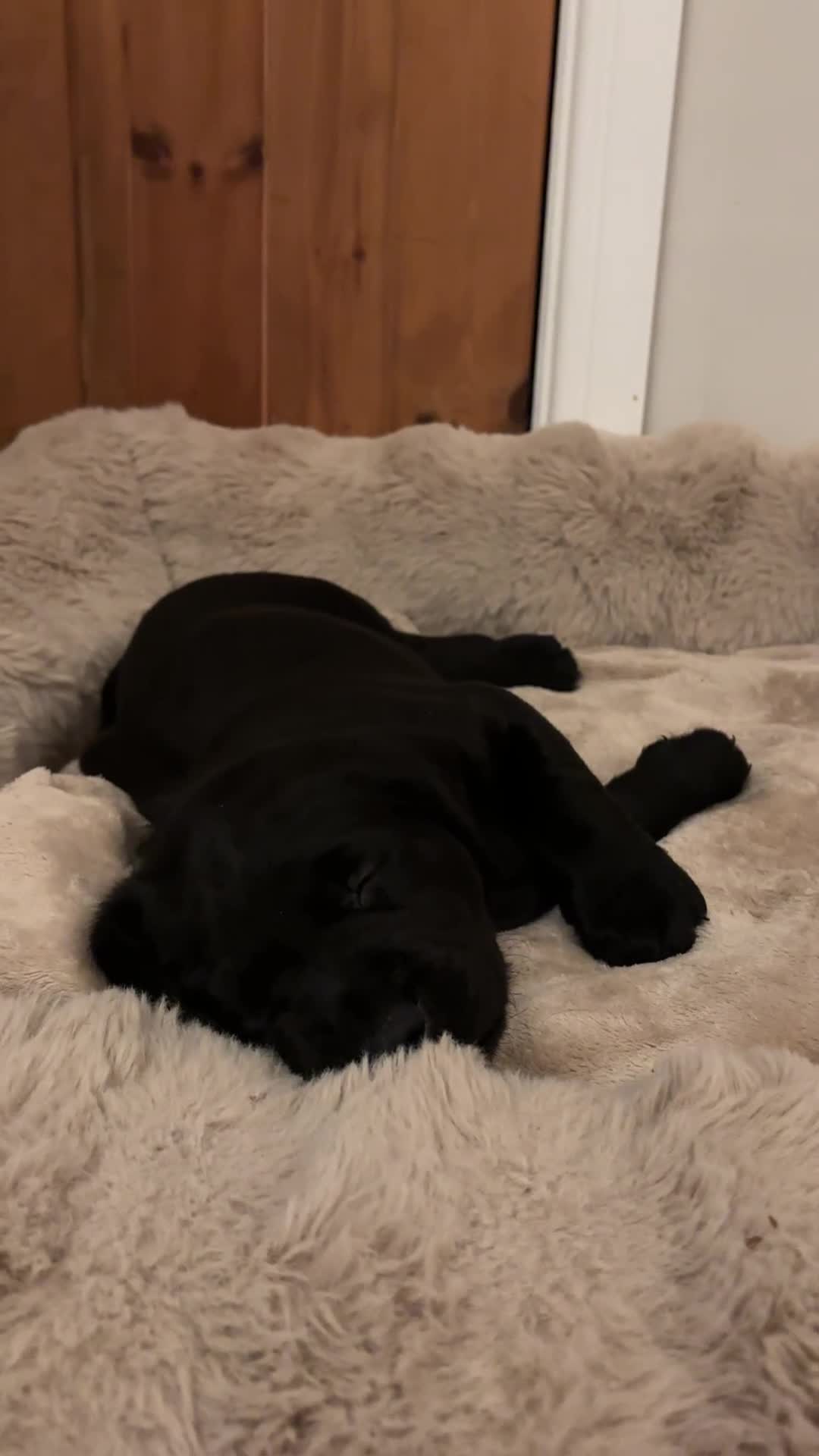 Labrador Retriever dogs for sale: Beautiful KC Labs / DRAKESHEAD - 1 BOY LEFT! - Video 1