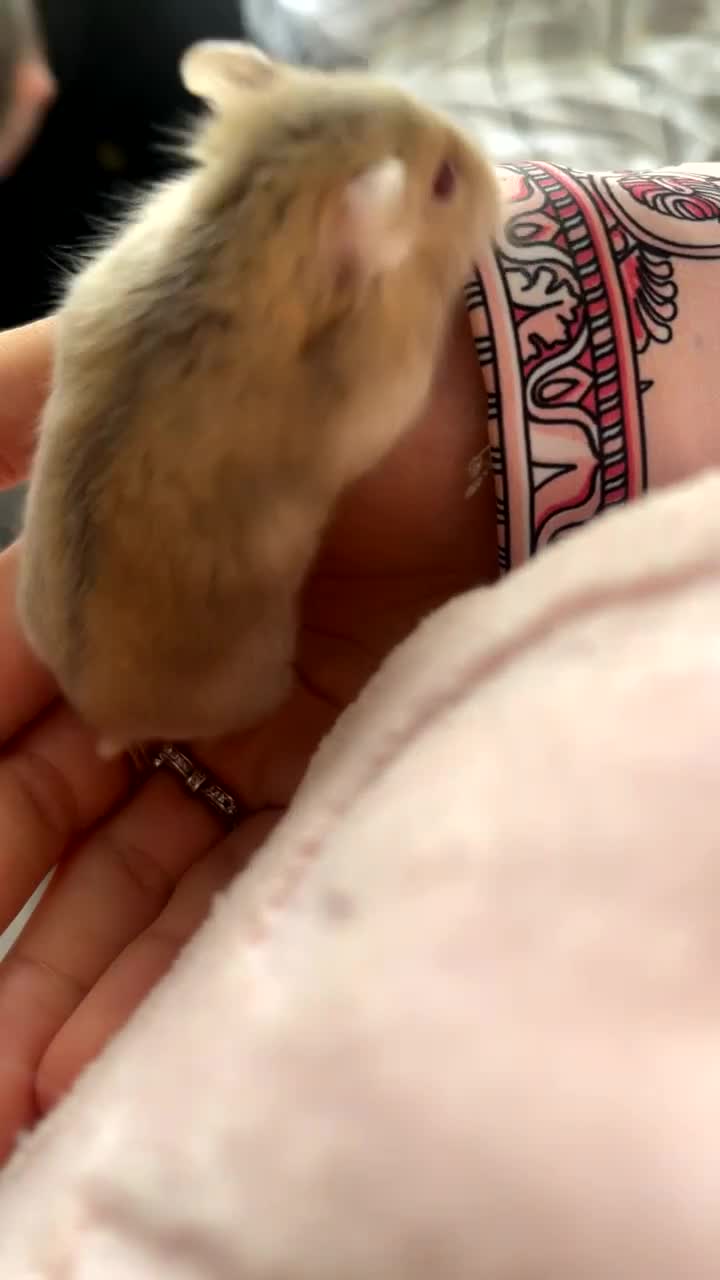 Hamster rodents for sale: Pibble - Dwarf hamster looking for a loving home  - Video 2
