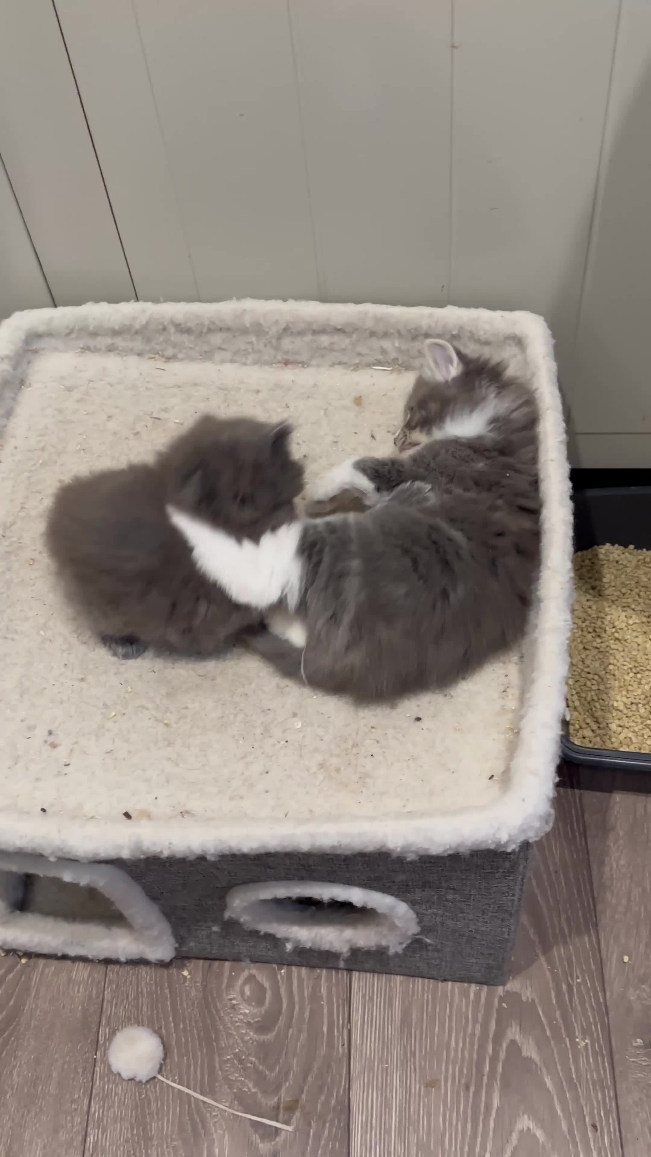 Norwegian Forest Cat cats for sale: 7 Exceptionally beautiful Norwegian Forest kittens - Video 5