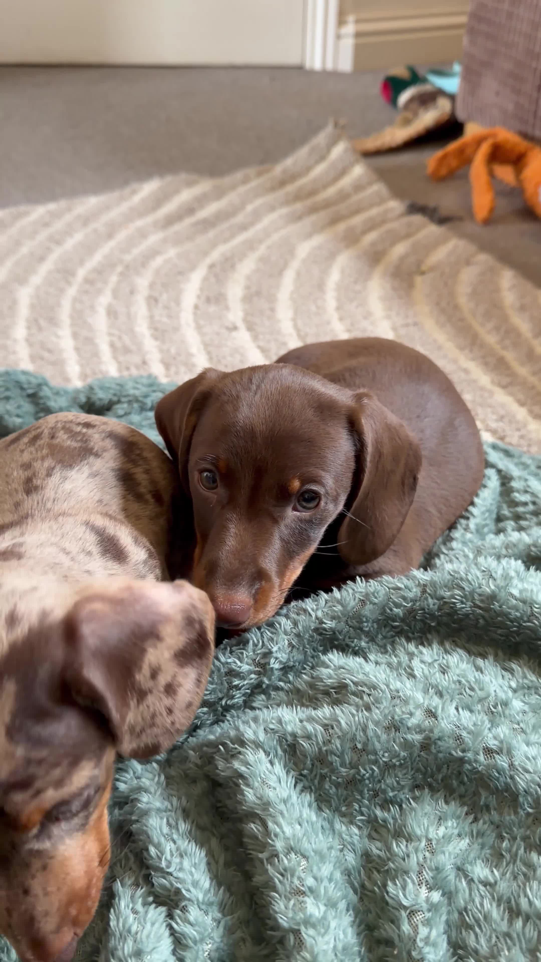 Miniature Dachshund dogs for sale: 2 miniature dachshund puppies for sale - Video 1