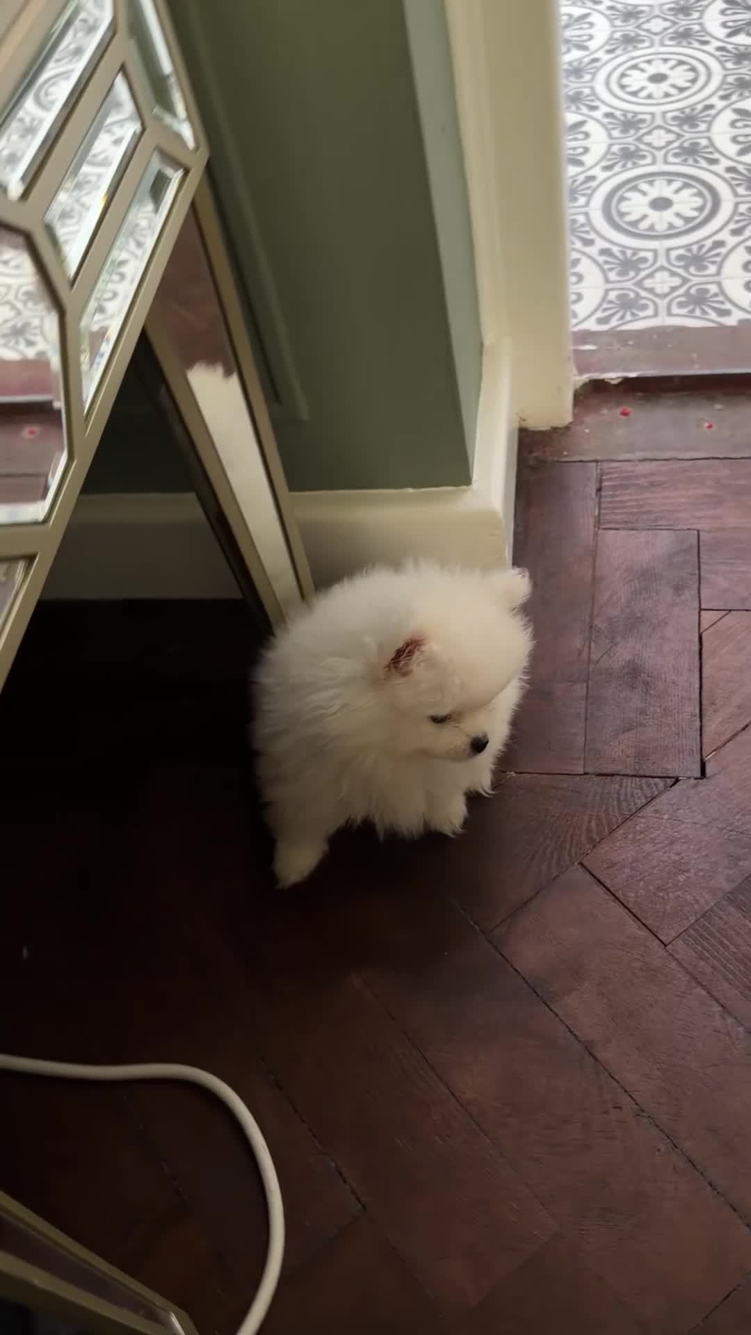 Pomeranian dogs for sale:  **  teddy bear girl  in Boston - Video 1
