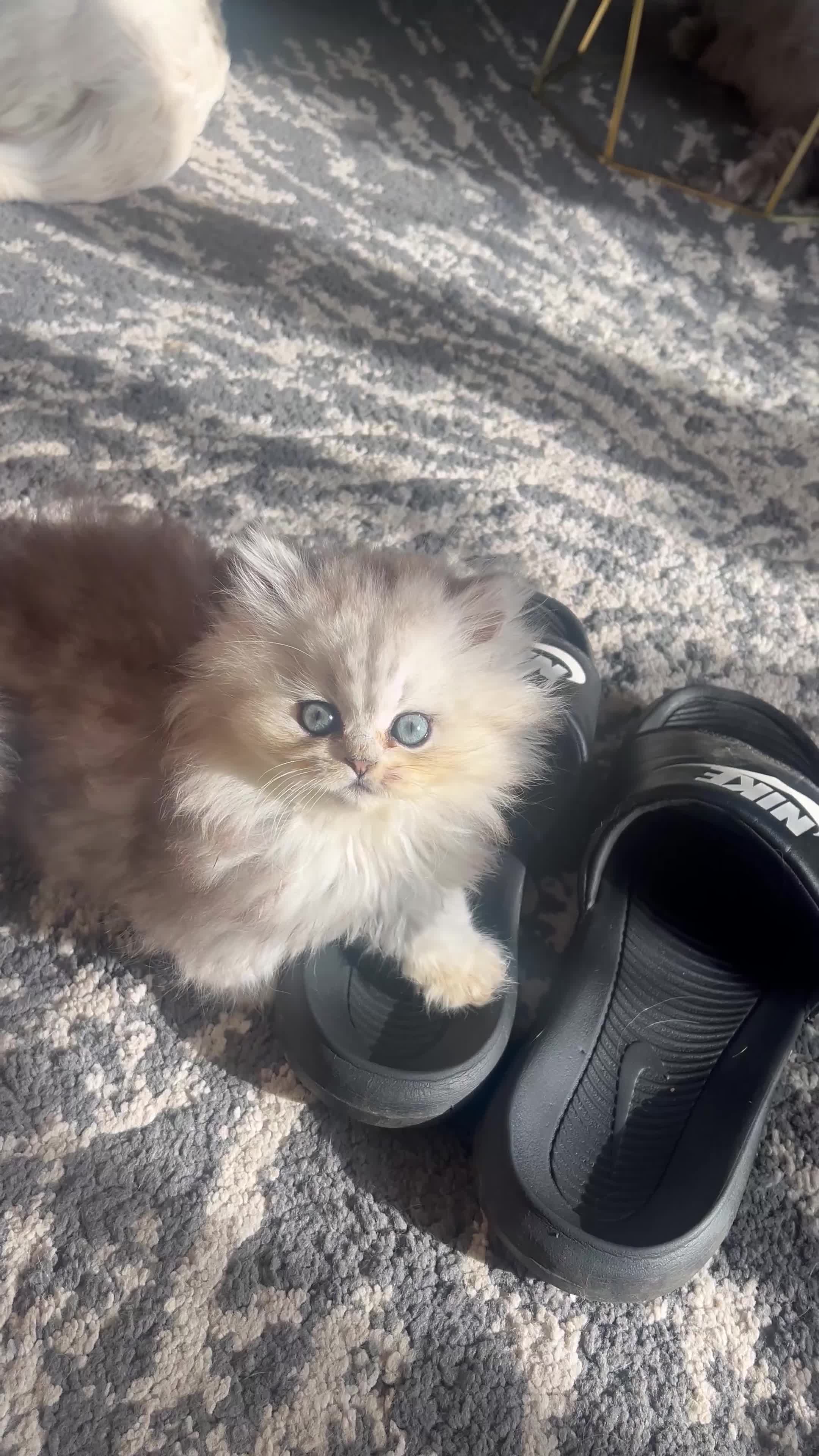 Persian cats for sale: Stunning chinchilla Persian kittens - Video 1