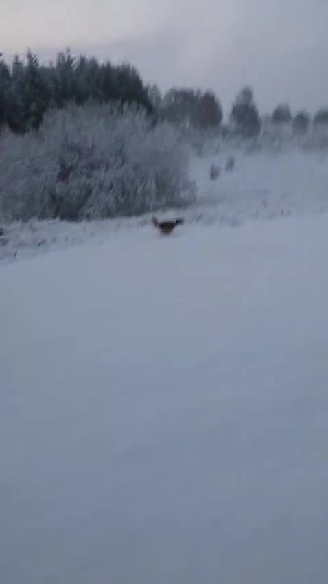 Mixed Breed dogs for adoption: Handsome Walter is looking for his forever home!  in Banchory - Video 5