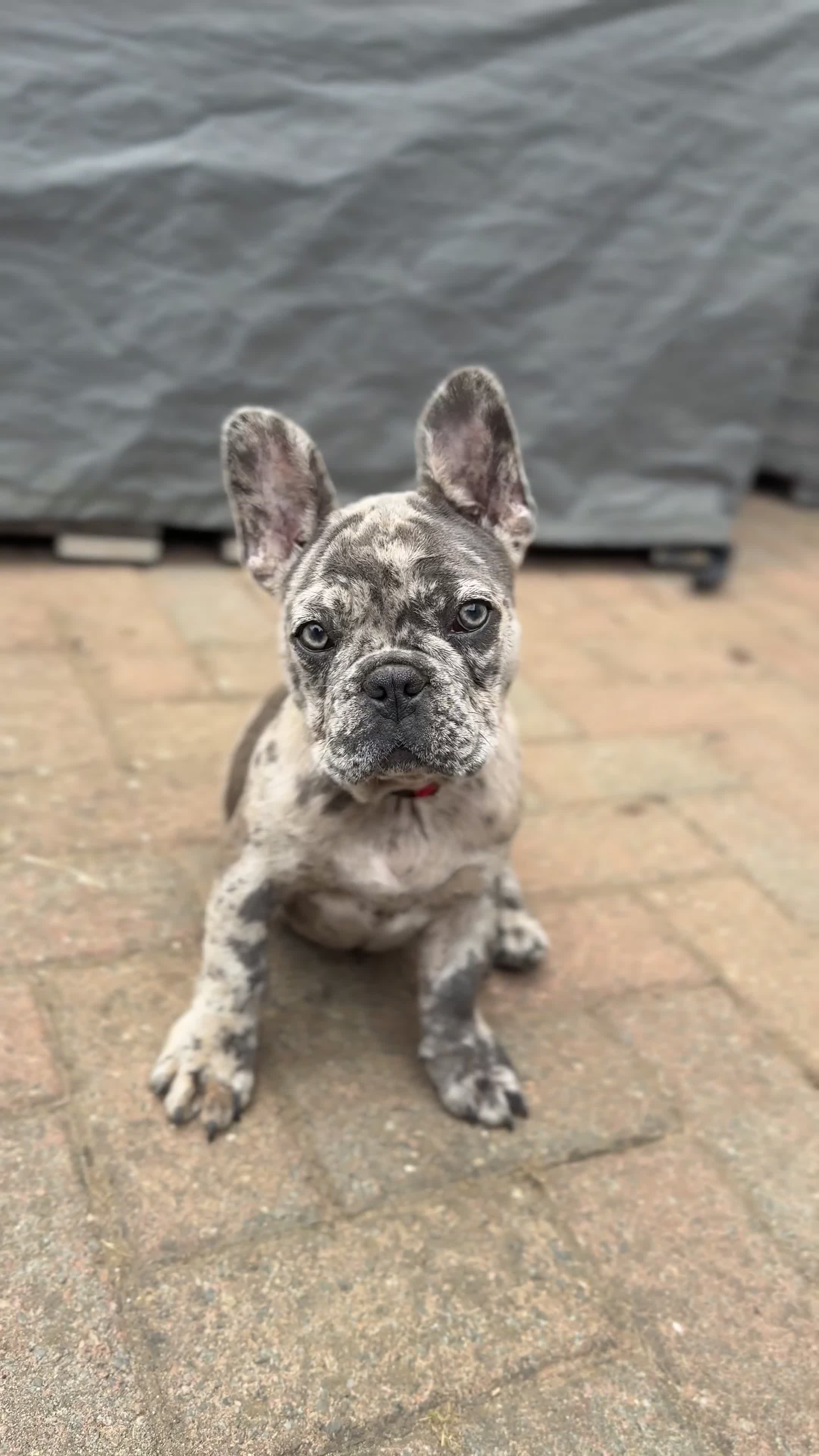 French Bulldog dogs for sale: French Bulldog Puppies with 3 Vaccines Included in Walton-on-Thames - Video 4