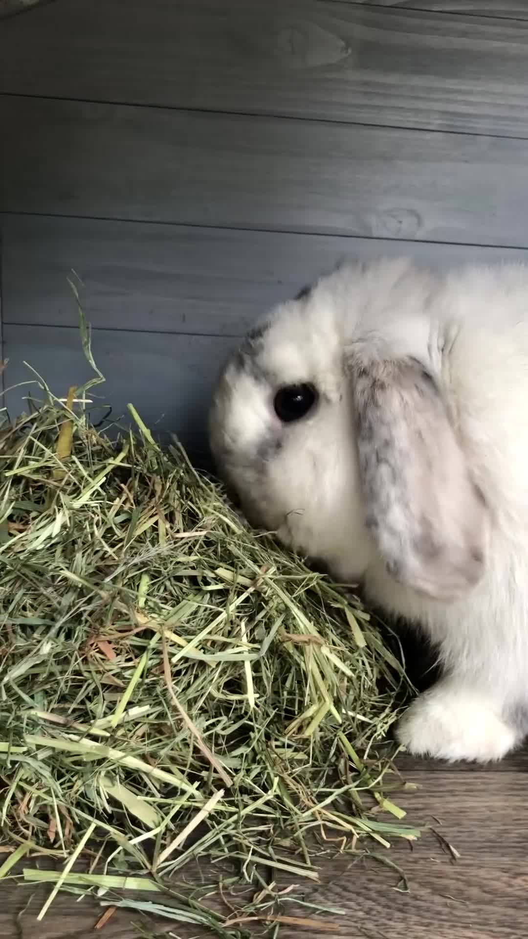 Mini Lop rabbits for sale: Beautiful Mini Lop male Rabbit  - Video 1