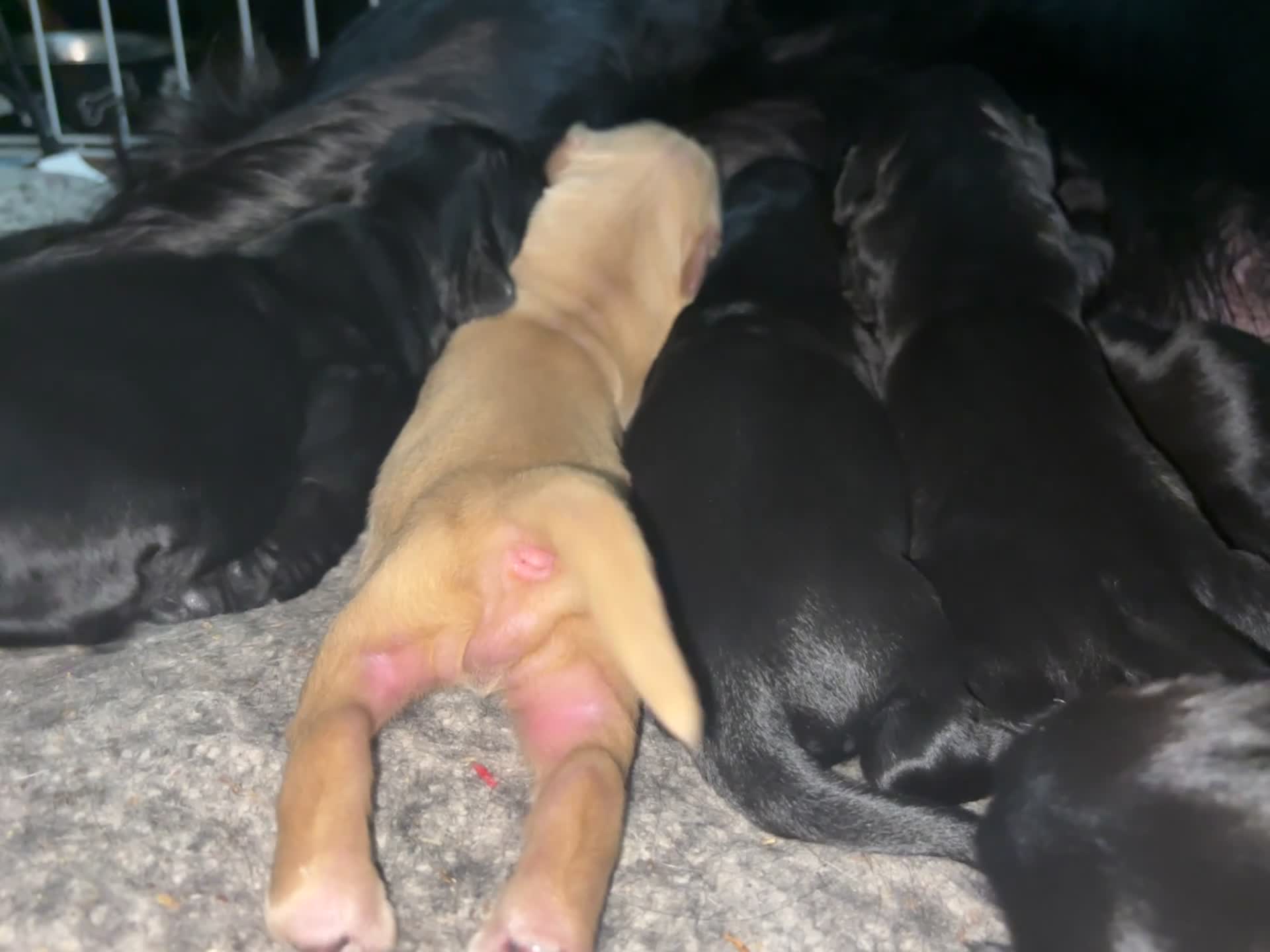 Flat coated Retriever dogs for sale: Flat coat retriever puppies for sale - Video 2