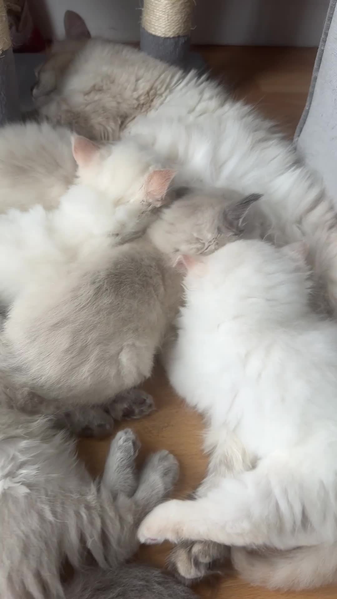 Siberian cats for sale: Save and check for next litter.  Siberian - Video 2