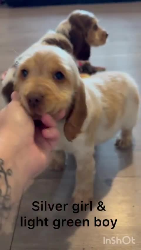 Cocker Spaniel dogs for sale: Cocker pups  - Video 2