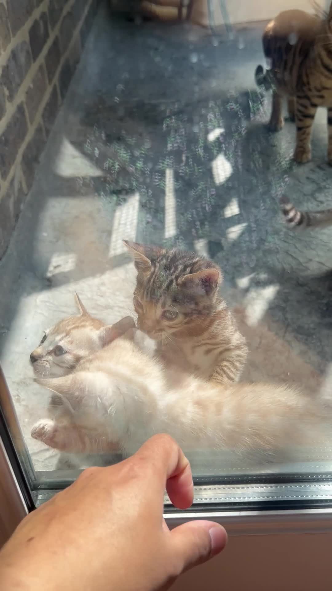 Bengal cats for sale: Bengal  in London - Video 1