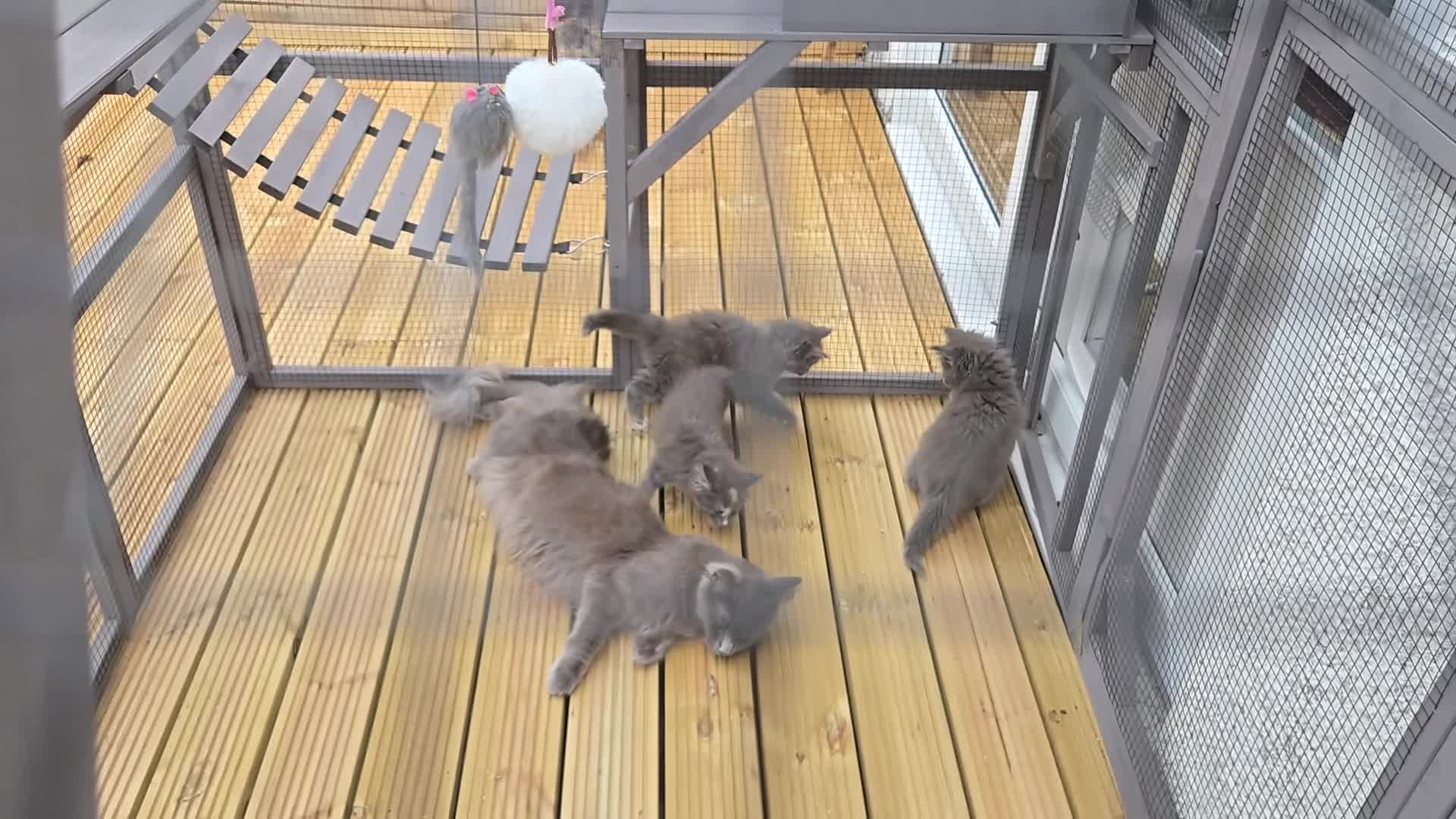 Maine Coon cats for sale: READY NOW 1 BOY LEFT Stunning maine coone kittens - Video 1