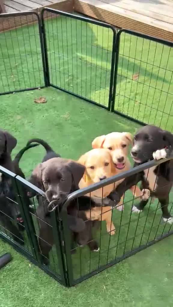 Borador dogs for sale: 6 Labrador /Borador Puppies for Sale Boys & Girls - Video 1