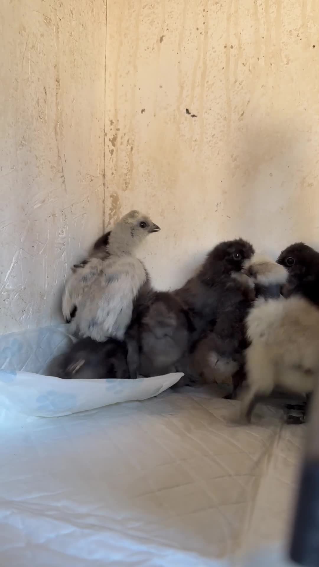 Chickens poultry for sale: Various chickens and ducks for sale - Video 3