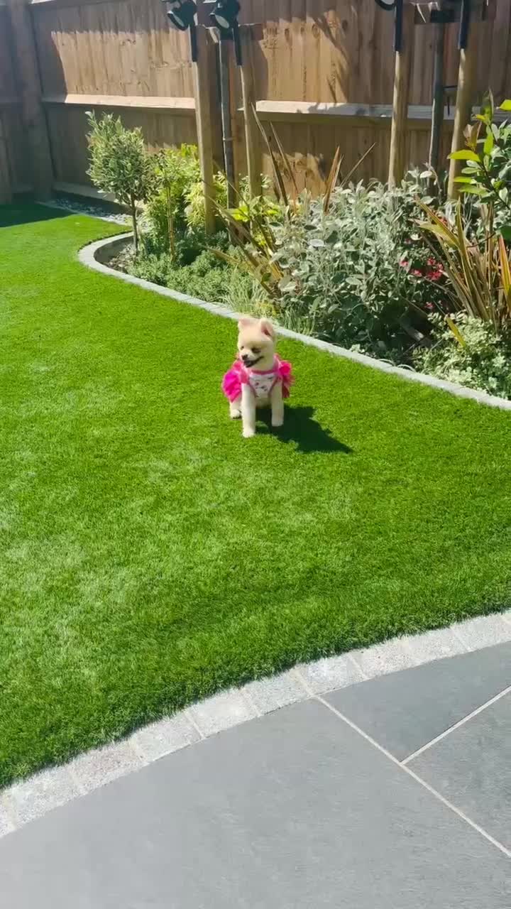 Pomeranian dogs for sale: beautiful pomeranian  - Video 1