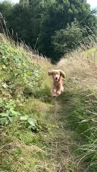 Cocker Spaniel dogs for stud: PROVEN STUD 100% show cocker, KC REG, Clear health in Tonbridge - Video 1