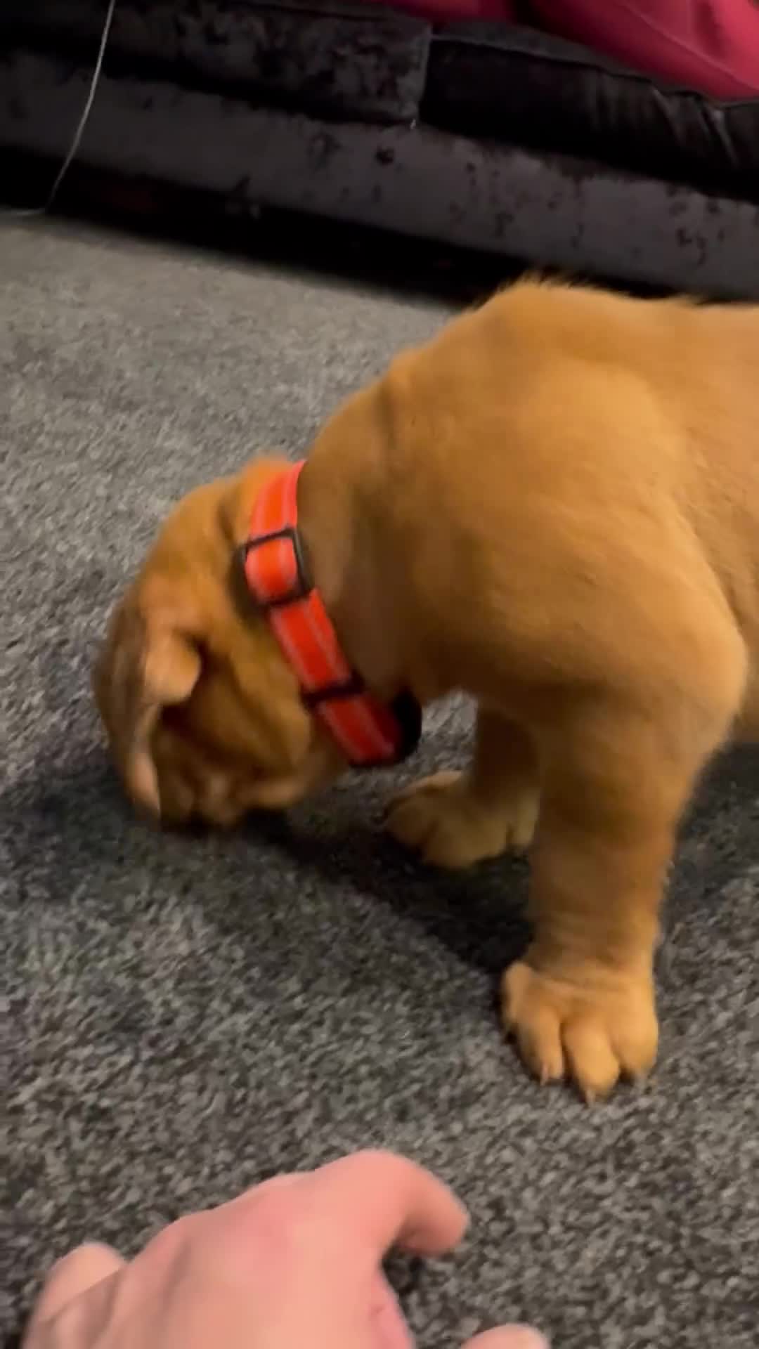 Dogue De Bordeaux dogs for sale: Excellent home bred pups - Video 1