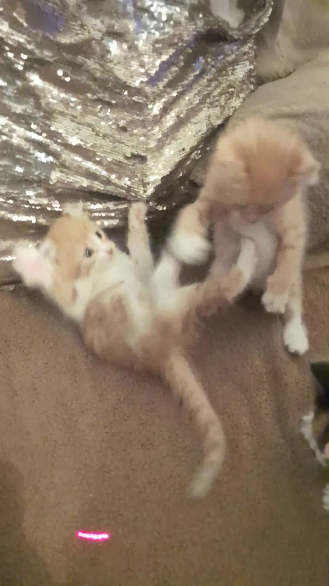 Sphynx cats for sale: Sphynx varient x ragdoll elf ears - Video 1