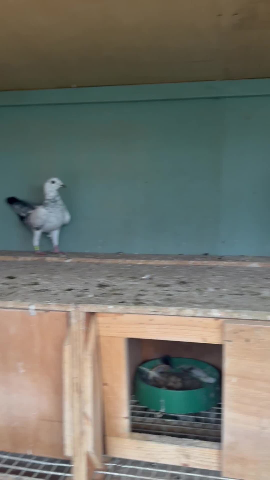 Pigeons birds for sale: Pigeons - Video 2