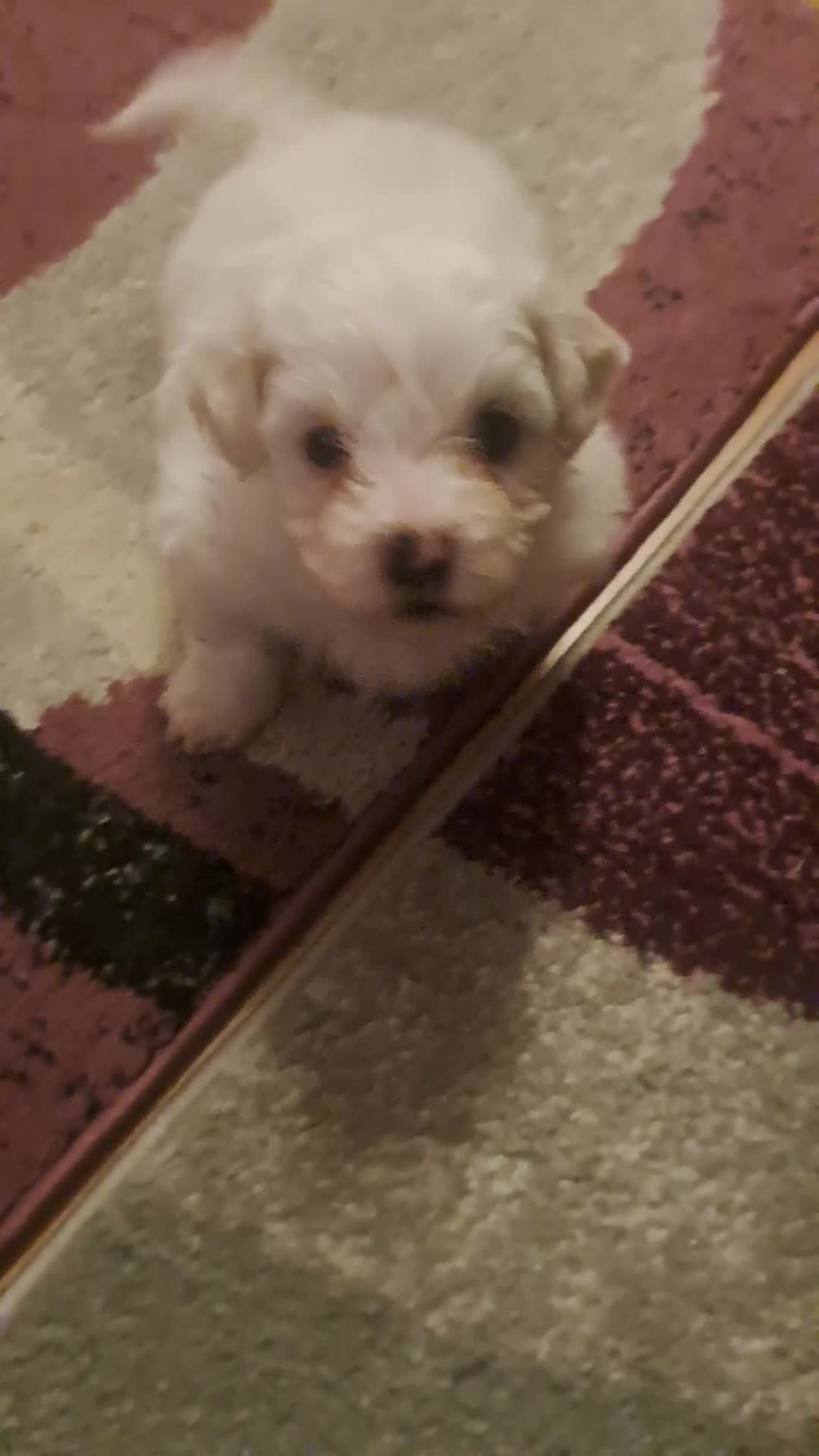 Bichon Frise dogs for sale: 4beautiful Bichon Frise puppies (3boys and 1 girl) - Video 4