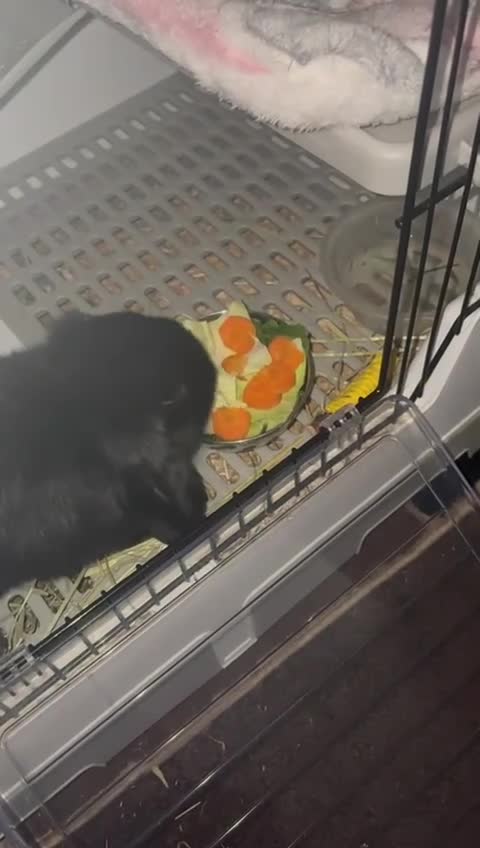 Mini Lop rabbits for sale: Beautiful Black Mini Lop - Video 1