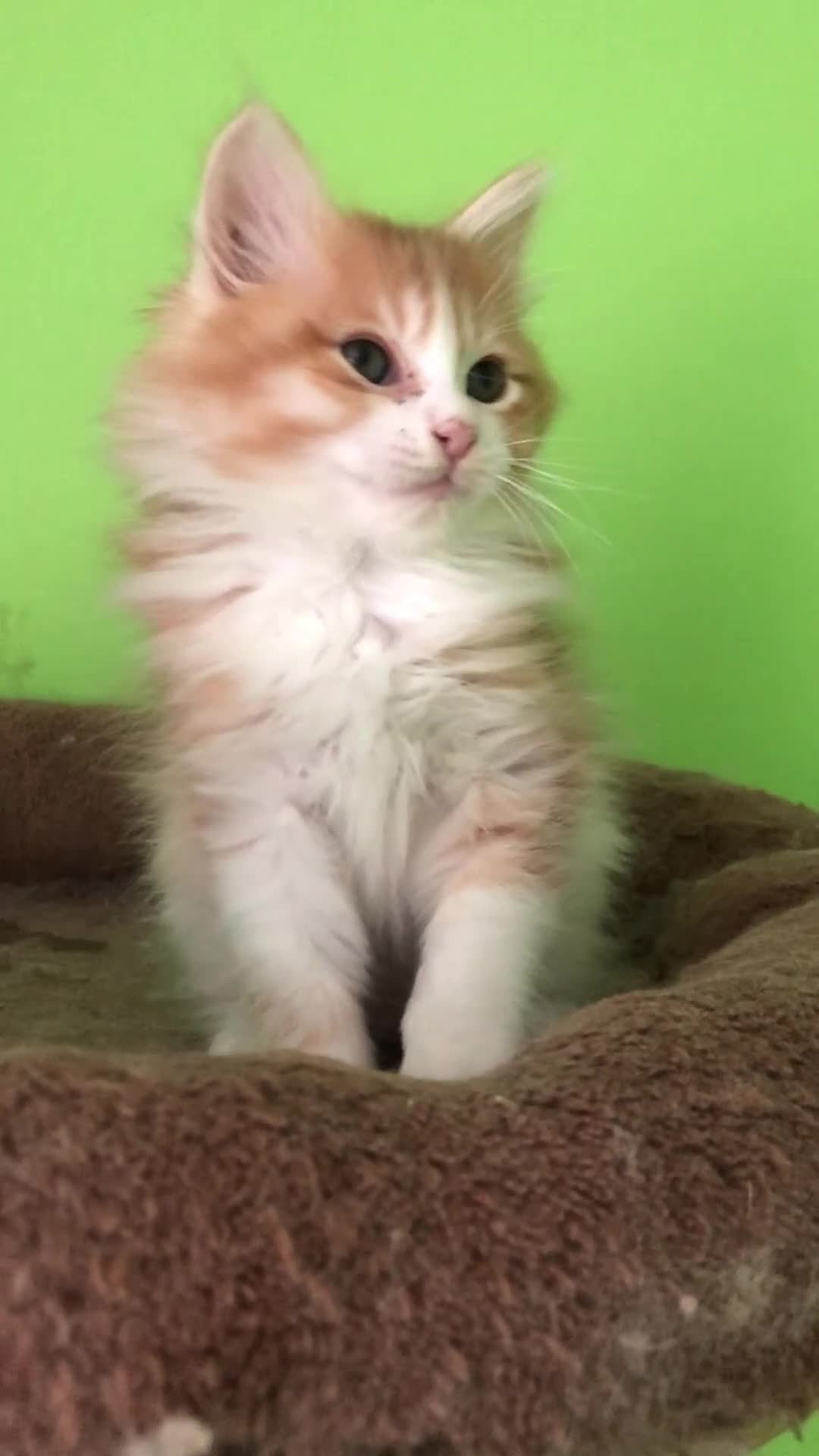 Kurilian Bobtail cats for sale: Stunning FIFe Registered Kurilian Bobtail kittens - Video 1