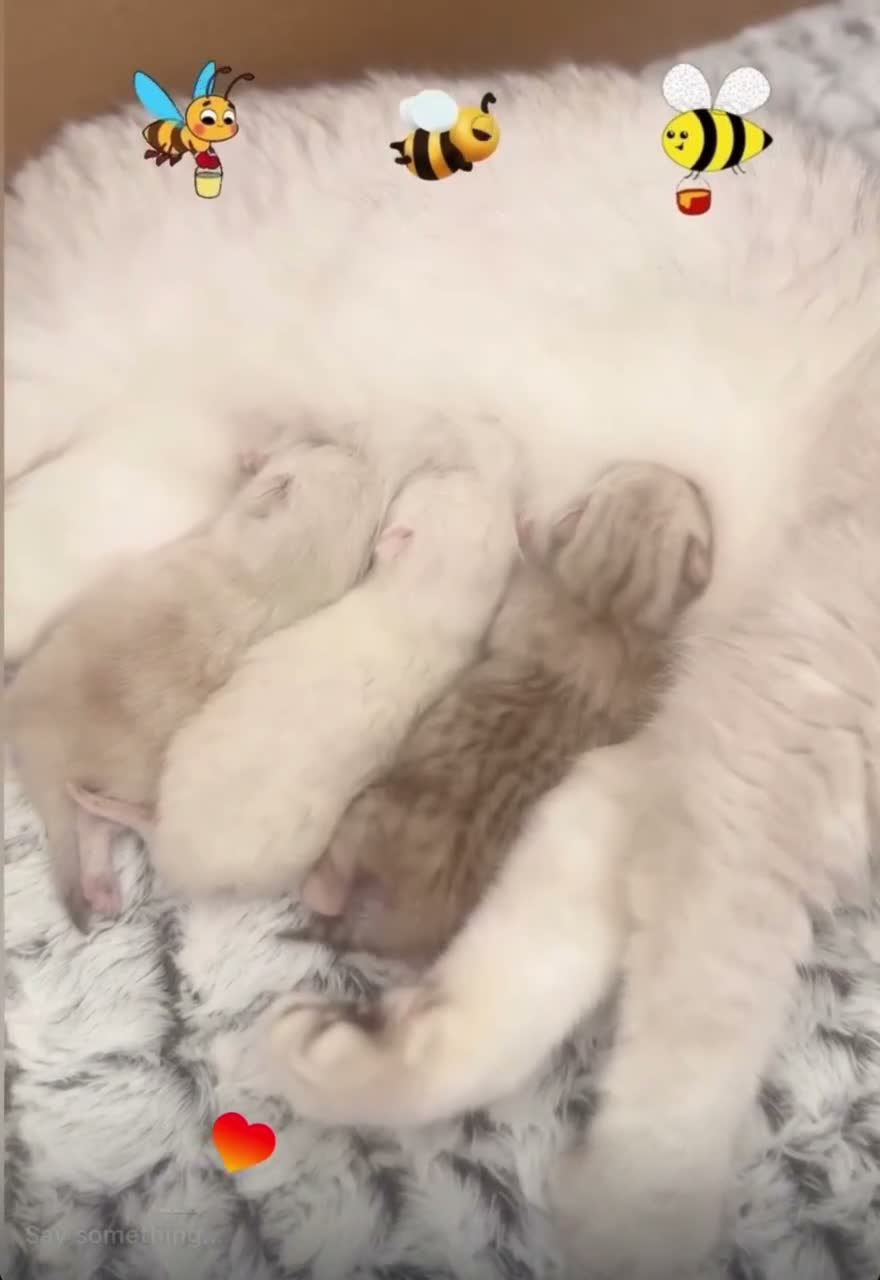 British Shorthair cats for sale: Silver British Shorthair kittens - Video 1