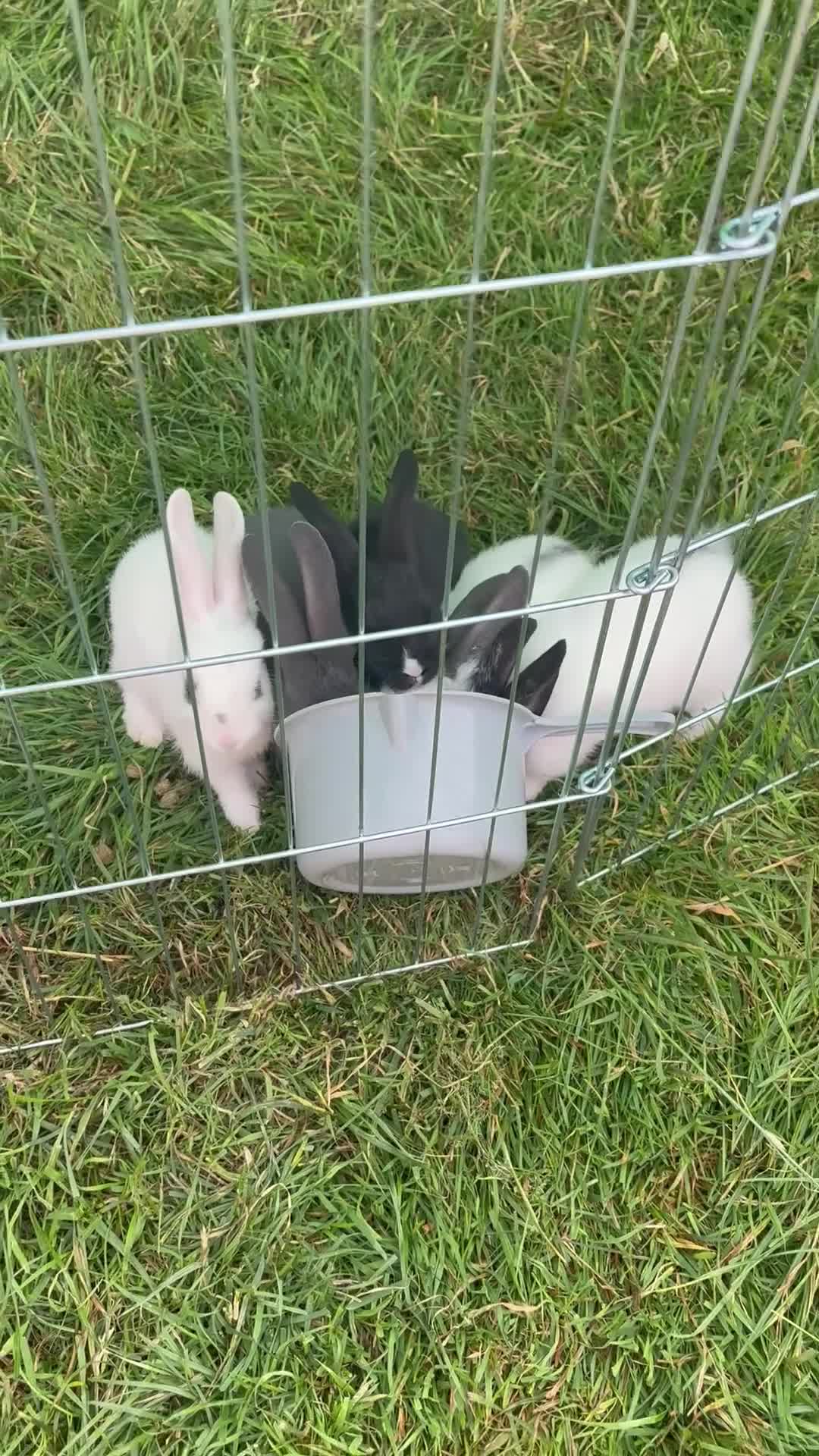 Mixed Breed rabbits for sale: 9 baby bunnies very soon ready for loving homes - Video 1