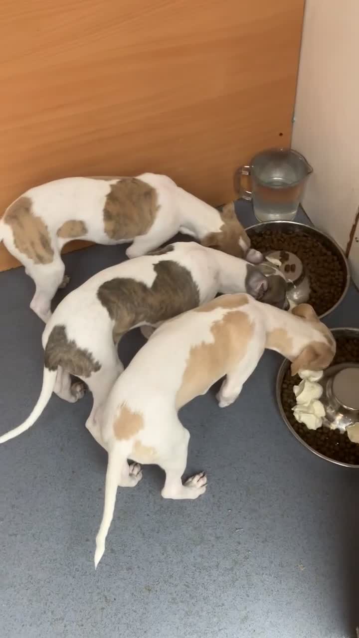 Whippet dogs for sale: Kc reg whippets  - Video 2