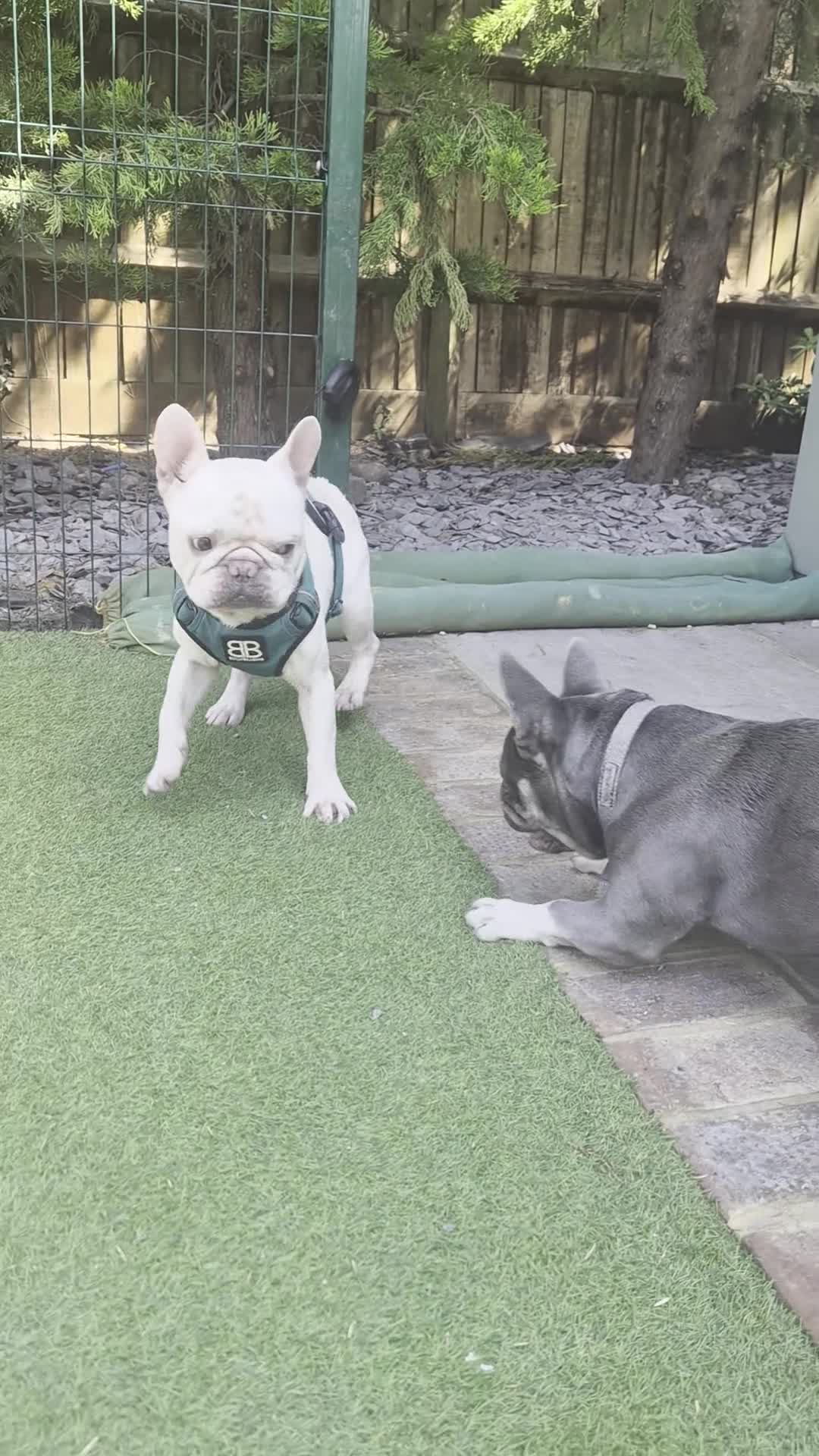 French Bulldog dogs for sale: Male Platinum Frenchie in Croydon - Video 1