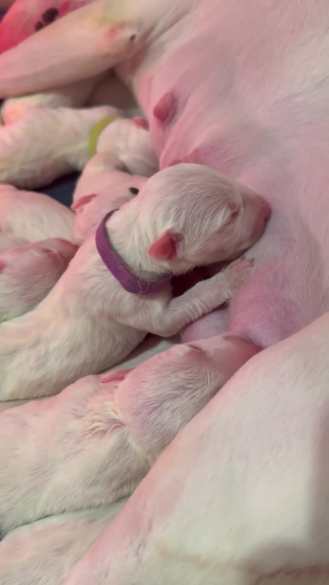 English Bull Terrier dogs for sale: Outstanding English Bull Terrier Puppies - Video 1