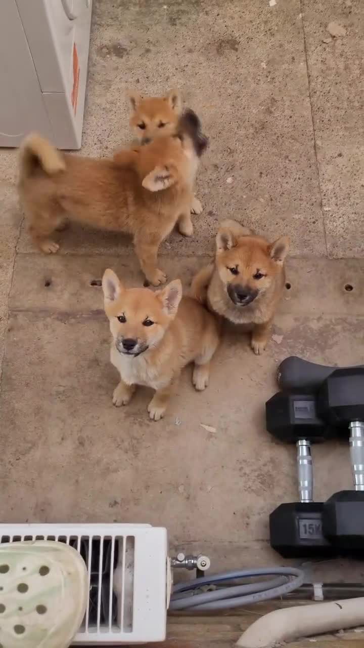 Japanese Shiba Inu dogs for sale: Ready Now! Only Red Boy Left! 🦊 - Video 1