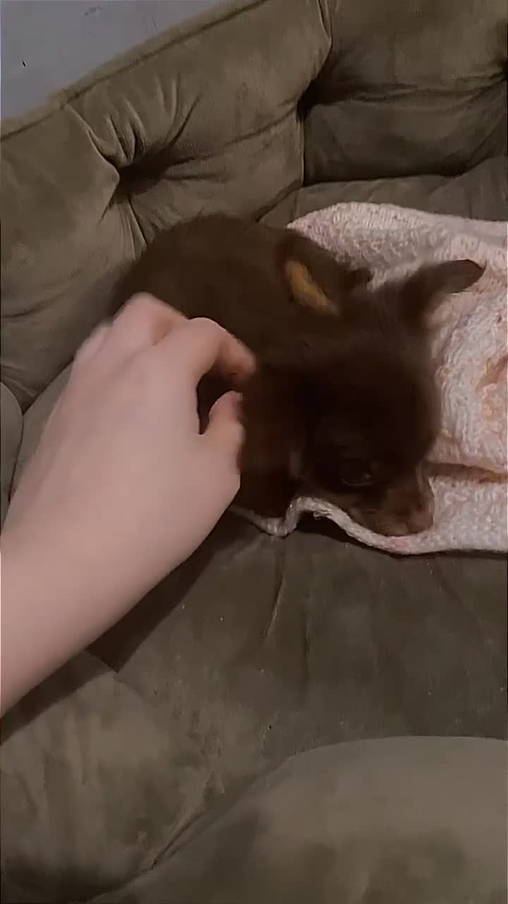 Chihuahua dogs for sale: Chihuahua puppies  - Video 2