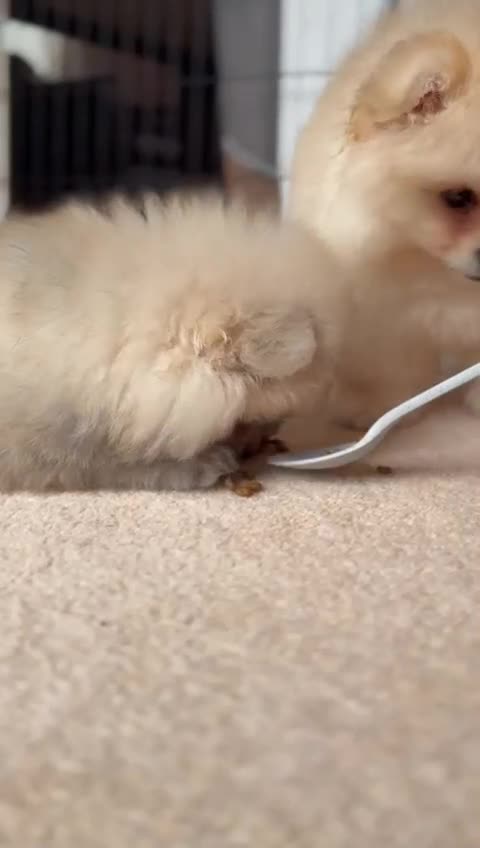 Pomeranian dogs for sale: Teddy Face Pomeranian Champion European Bloodline  - Video 4