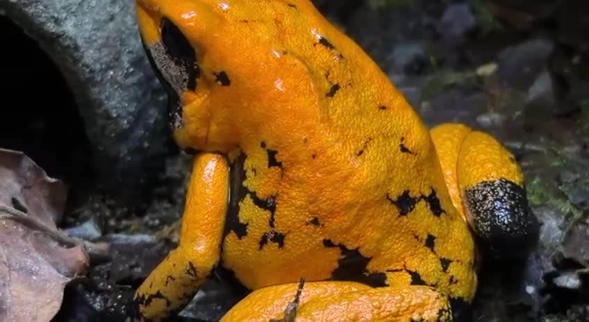 Frog reptiles for sale: Orange black foot terribilis frogs in Ayr - Video 2