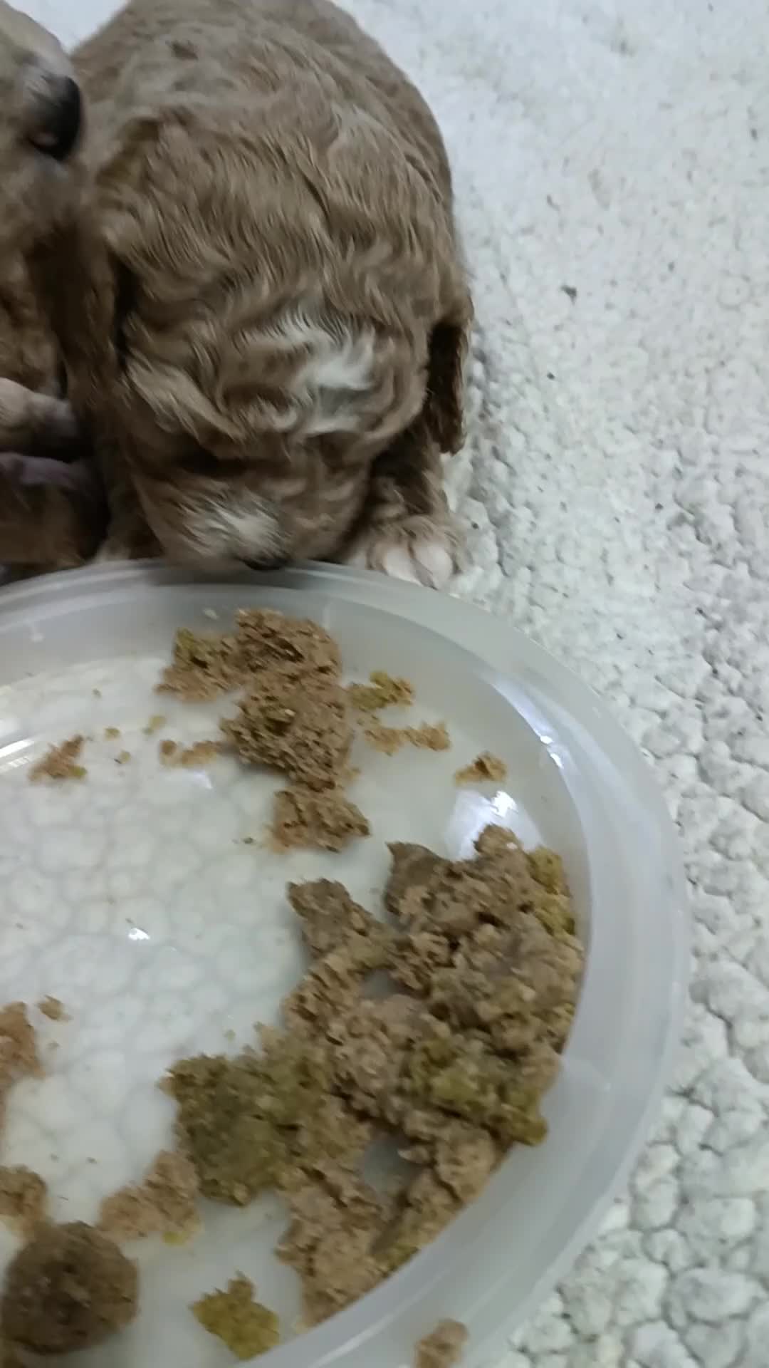Cockapoo dogs for sale: 1 female 2 males available as 1 female sold  - Video 1
